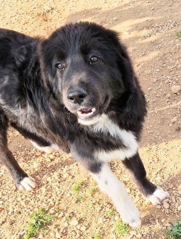 CHIAMA PER QUEGLI OCCHIONI TRISTI!MAX,IN CANILE! - Foto 10