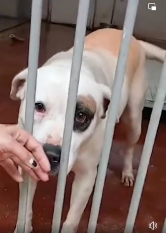 BLOOM AFFETTUOSA CAGNOLONA IN ADOZIONE - Foto 2