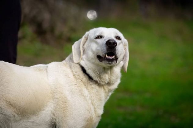 GINEVRA BELLEZZA STREPITOSA CAGNOLINA IN ADOZIONE - Foto 3