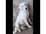 SMILLA GIOVANE CAGNOLINA IN ADOZIONE