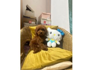BARBONCINI TOY ROSSO SCURO CON PEDIGREE ENCI – 4 MESI ❤️