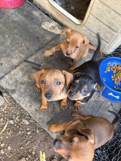 Cuccioli di Pinscher nano puri - Foto 6