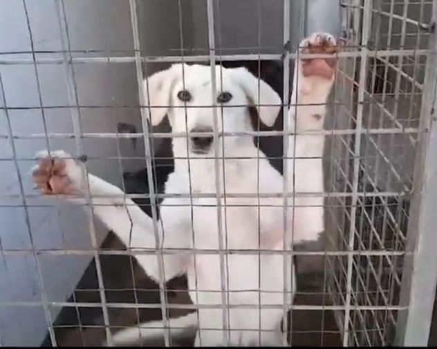 CLOUD E BECKS SIMIL LABRADOR : CAGNOLINI IN ADOZIONE - Foto 6