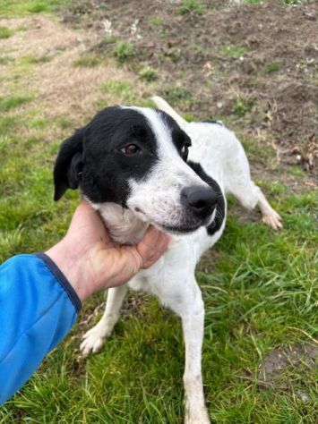 BRINA giovane cagnolina in cerca di famiglia