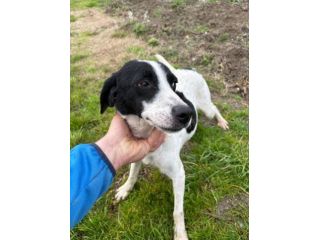BRINA giovane cagnolina in cerca di famiglia