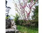 Appartamenti Villa Mascagni