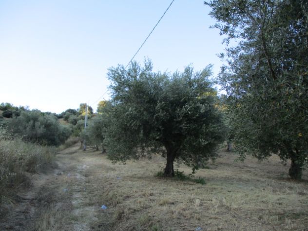 Vendesi Uliveto