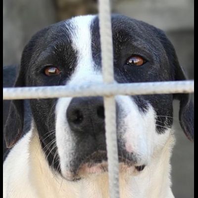 MARILU' CAGNOLINA IN ADOZIONE