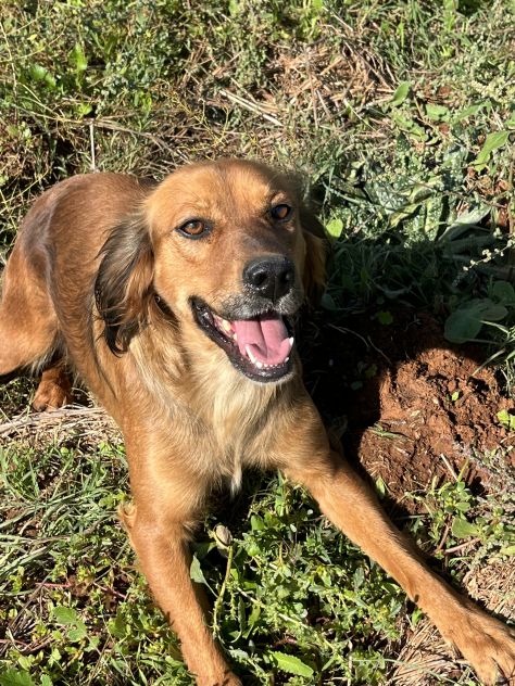 Aky un dolce e spiritoso cagnolino - Foto 7