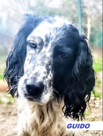 GUIDO 4anni vivace, buono, ama correre - Foto 5