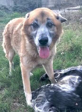 Simil Pastore 10anni..anni di appelli nessuno lo ha scelto.SALERNO