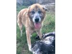 Simil Pastore 10anni..anni di appelli nessuno lo ha scelto.SALERNO