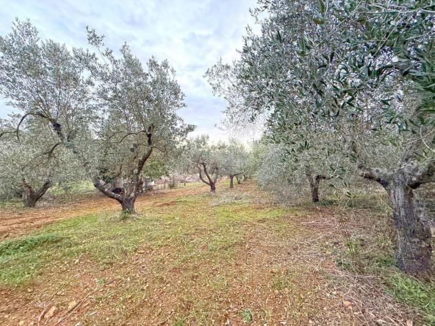 Terreno agricolo in vendita a Rosignano Marittimo 9330 mq Rif: 1387072 - Foto 10