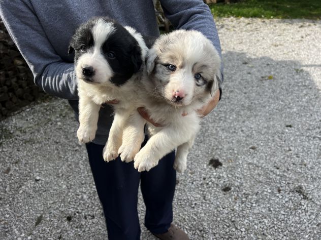 Cuccioli di Border Collie - Foto 5