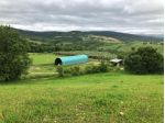 Scansano nella zona di Pomonte, vendiamo interessante azienda agricola di 3 &hellip;