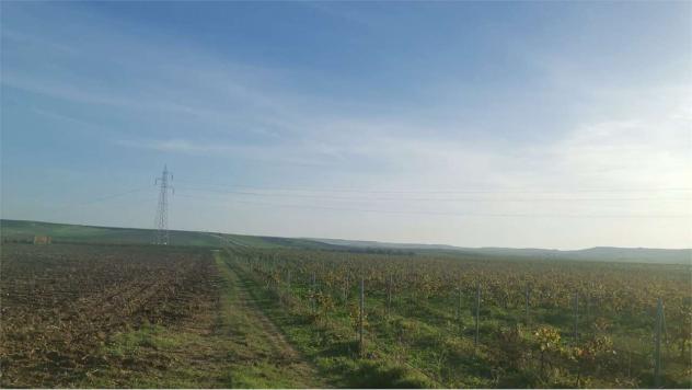 Terreno Favarotta - Vigneto in località Favarotta Trapani - Foto 2