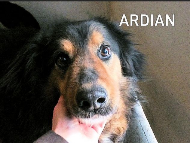 CANE IN ADOZIONE: ARDIAN, simil bernese - Foto 10