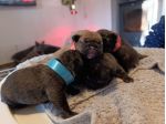 Cucciolata bulldog francese