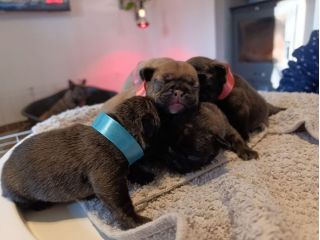 Cucciolata bulldog francese