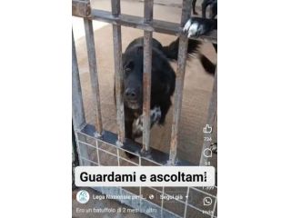 SATURNIA BUONISSSIMA CON TUTTI CAGNOLONA IN ADOZIONE mix terranova