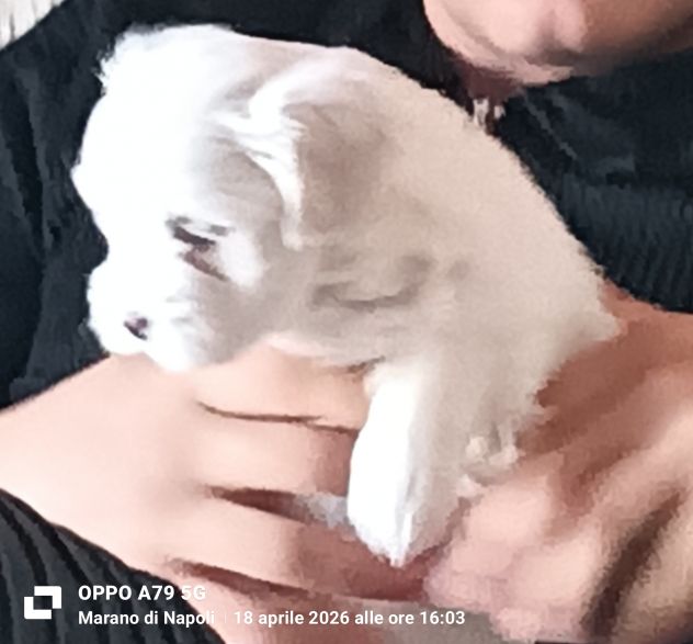 Maltesino cucciolo Toy maschio