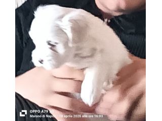 Maltesino cucciolo Toy maschio