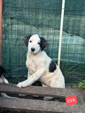 Cucciole in adozione - Foto 10