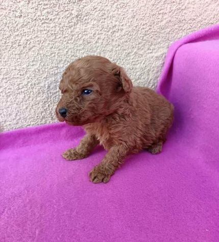 piccoli di barboncino