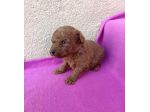 piccoli di barboncino