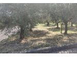 Terreno di 3401 m² in vendita a Treglio [rif. DV-13823]