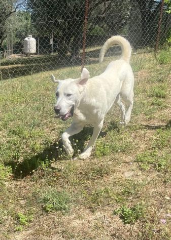 HOTSPOT GIOIOSO AFFETTUOSO SOCIEVOLE, CAGNOLINO IN ADOZIONE - Foto 5