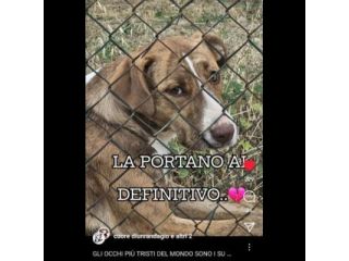 LO SGUARDO DI MACCHIA, GIOVANE CAGNOLINA IN ADOZIONE