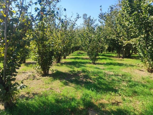 Agricolo in Via Bosco Magliano - Foto 10