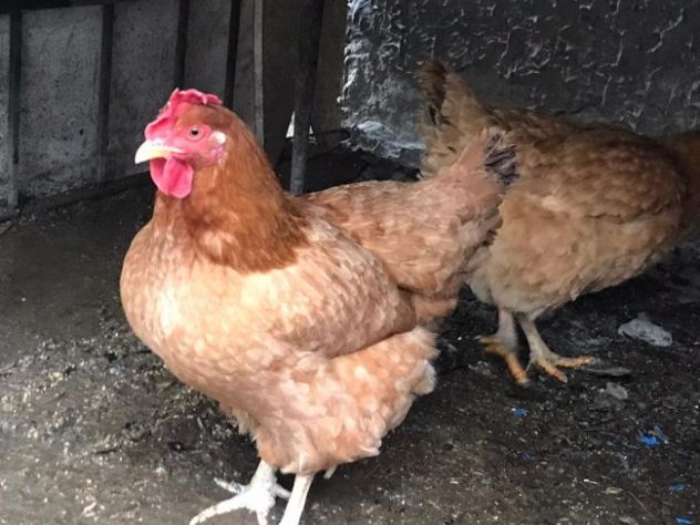 Galline ornamentali, Galli, pulcini e uova feconde. - Foto 3