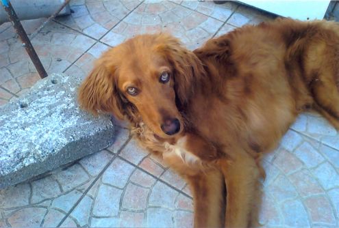 PRINCY E SPIKE cercano casa - Foto 2
