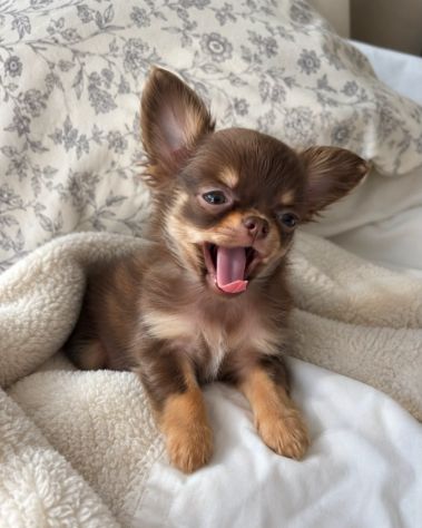 Chihuahua toy cuccioli disponibili - pagamento dilazionato