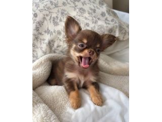Chihuahua toy cuccioli disponibili - pagamento dilazionato