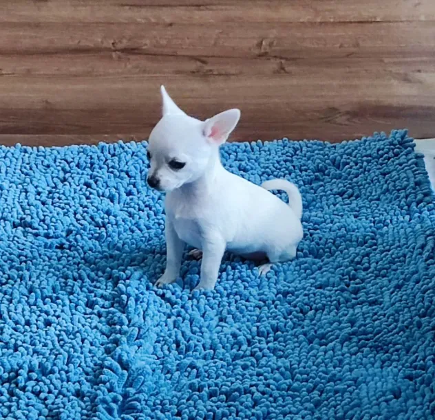 Cuccioli di Chihuahua