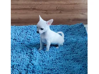Cuccioli di Chihuahua