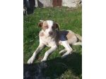 5anni buono ferito ad 1occhio( ora migliorato)URGE AIUTO X CHARLY