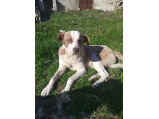 5anni buono ferito ad 1occhio( ora migliorato)URGE AIUTO X CHARLY