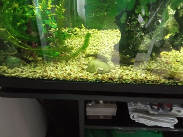 VENDO Pesci pulitore Ancistrus - Ancostrus - Hipostomus - Foto 3