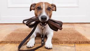 Dog cat pet sitter a domicilio