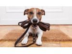 Dog cat pet sitter a domicilio