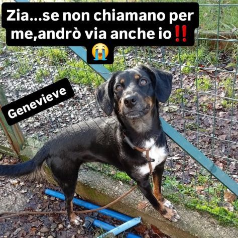 GENEVIEVE E GERALDINE 15 KG PER DUE, DALLA STRADA AL CANILE ADOZIONE - Foto 10
