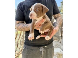 Cuccioli Pitbull ukc black nose red nose blue nose