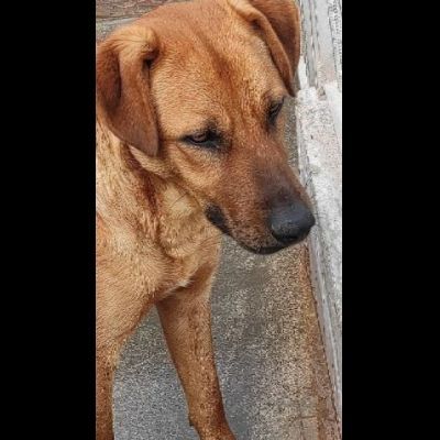 MATTIA DOLCE E GIOVIALE CAGNOLINO IN ADOZIONE - Foto 6