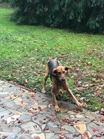 DRAGO, segugio italiano a pelo forte - Foto 3