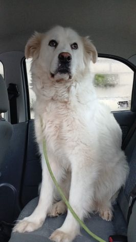 LUCE MAREMMANA 2 ANNI