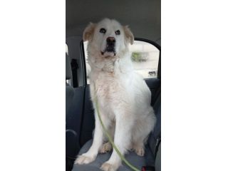 LUCE MAREMMANA 2 ANNI